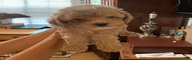Cockapoo 2