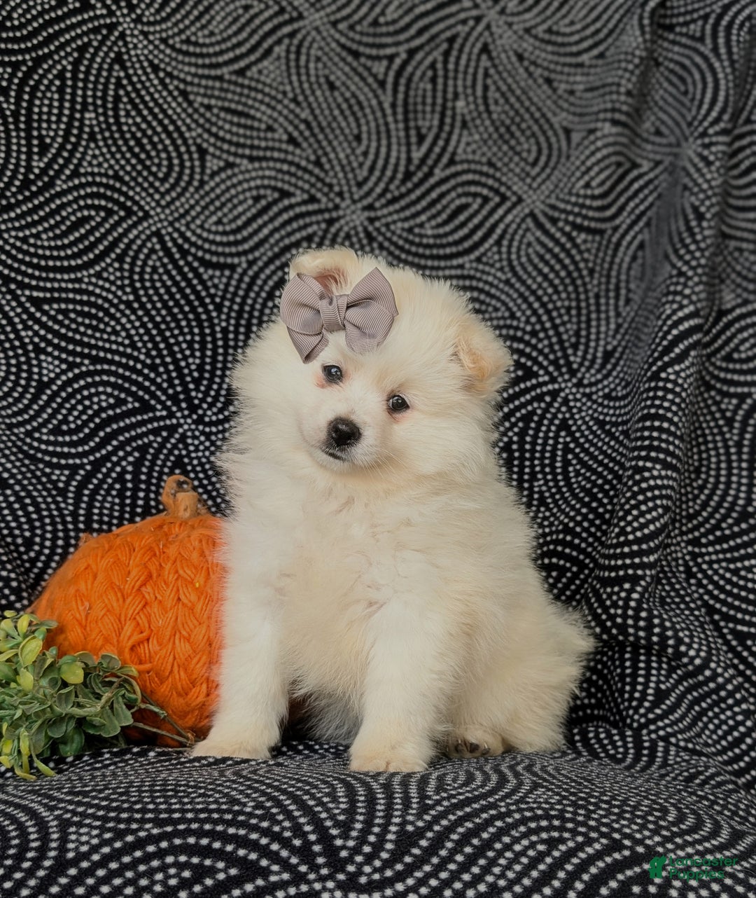 Pomeranian dogs for sale: Pipa - Ad 2