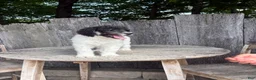 Standard Poodle dogs for sale: Sage AKC standard poodle - Ad 7