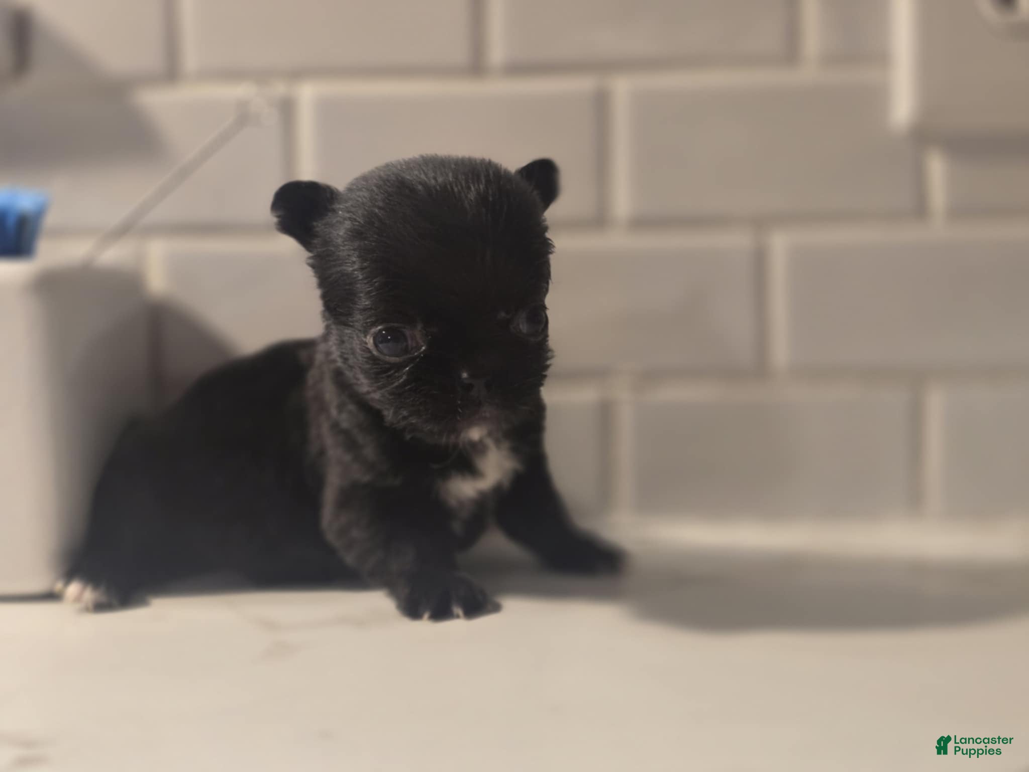 Chihuahua dogs lady - Ad 1