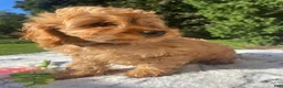 Cockapoo dogs for sale: Queen - Ad 2