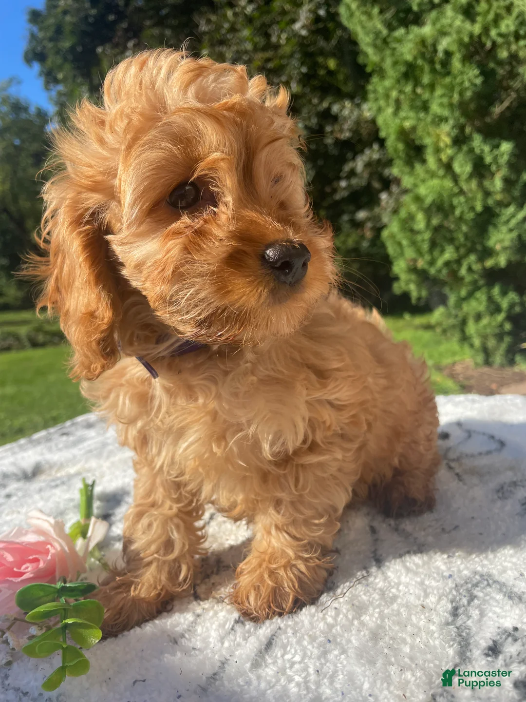 Cockapoo dogs for sale: Queen - Ad 2