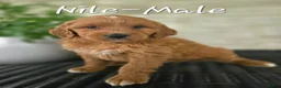 Mini Goldendoodle dogs for sale: Mini Goldendoodle Puppy 3 - Ad 3
