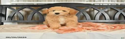Bichpoo dogs for sale: Jade - Ad 8