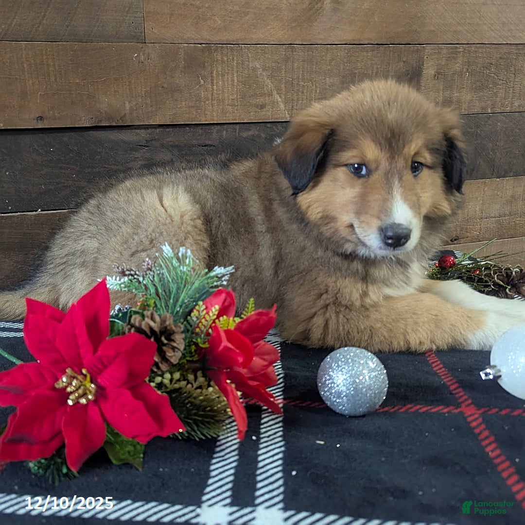 Mixed Breed dogs for sale: Addie - Ad 5
