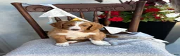 Goldendoodle dogs for sale: Corrie - Ad 12