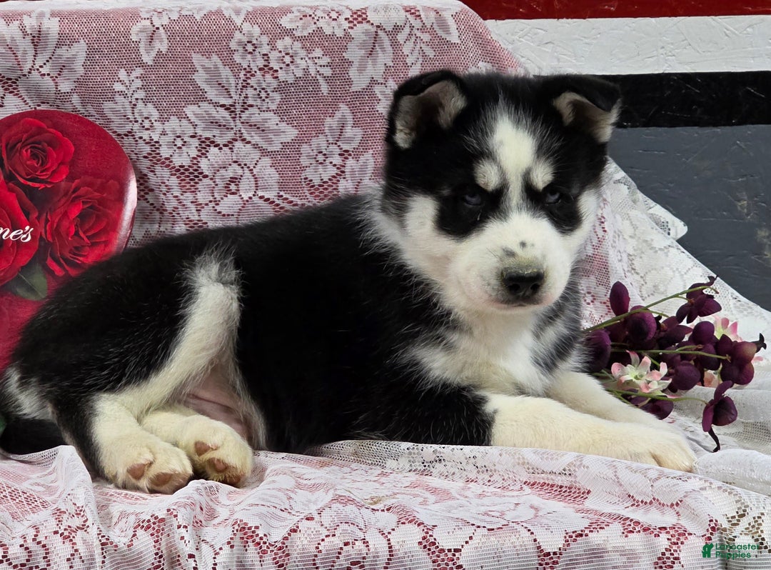Siberian Husky dogs for sale: Kenton - Ad 3