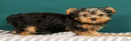 Yorkshire Terrier dogs for sale: Rebecca - Ad 4