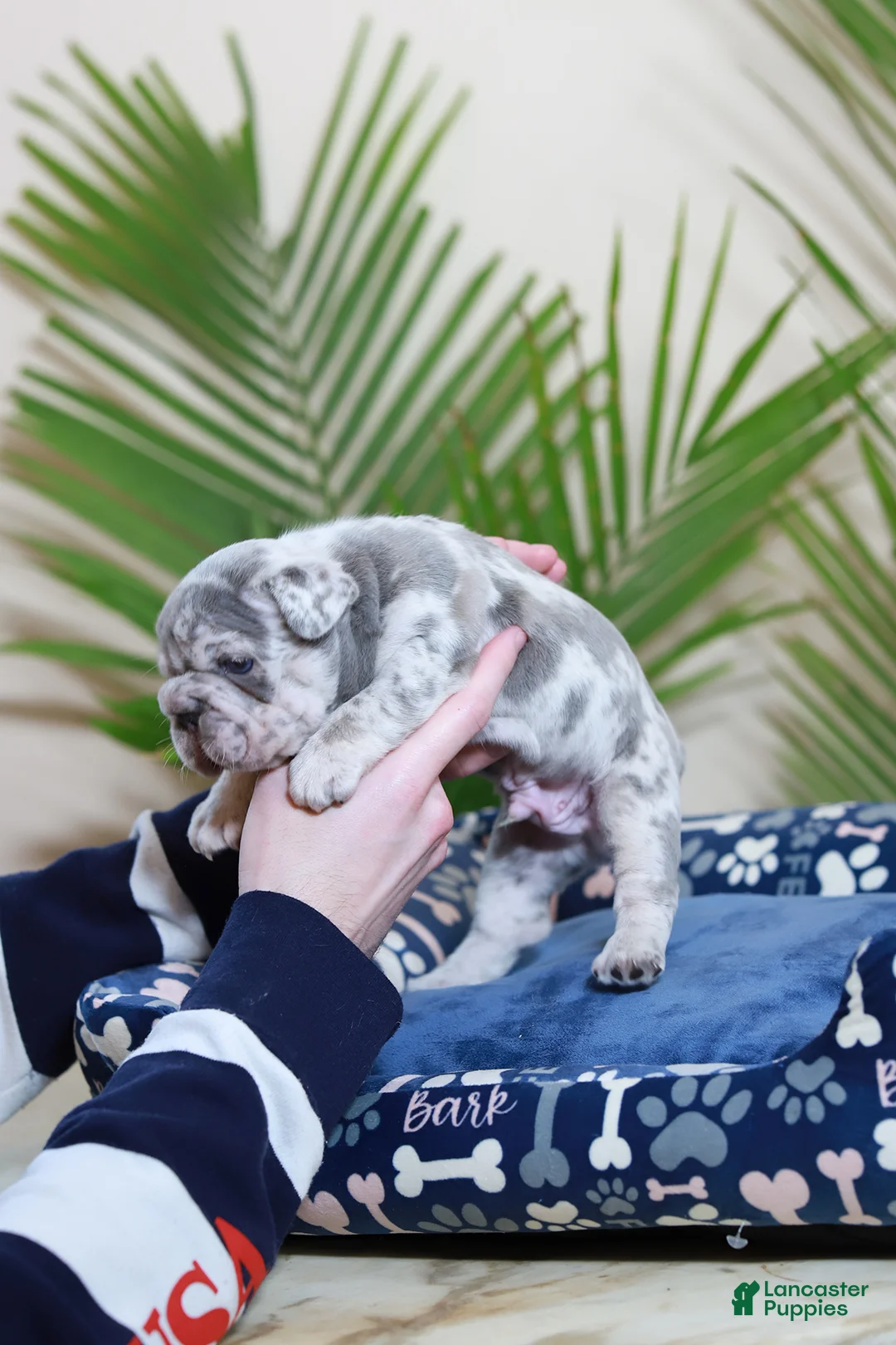 French Bulldog dogs for sale: Rio - Ad 6