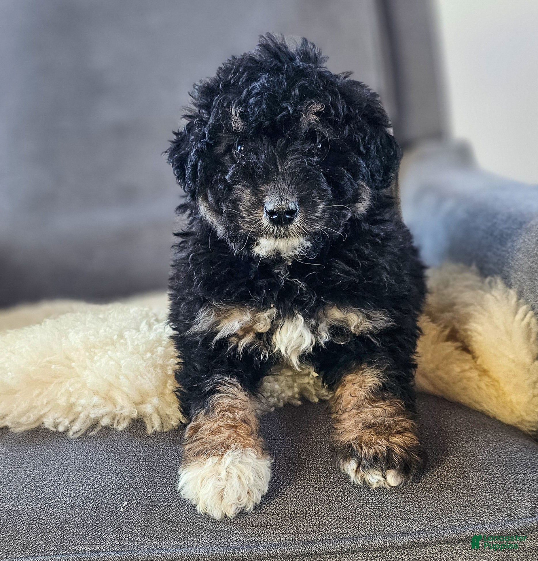 Mini Bernedoodle dogs Natalie  - Ad 6