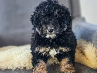 Mini Bernedoodle dogs Natalie - Ad 2