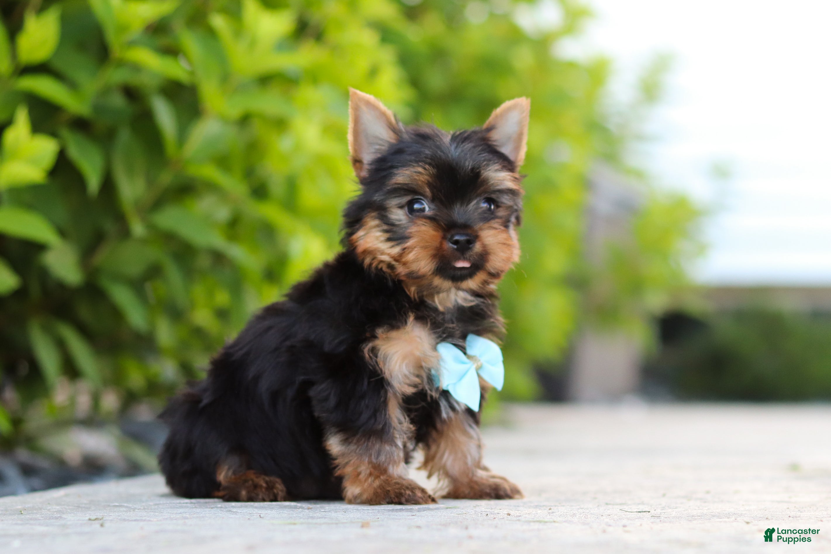 Yorkshire Terrier dogs Mitchell - Ad 1