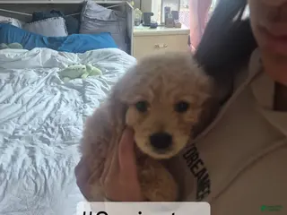 Goldendoodle dogs for sale: Puppy 9 - Ad 1