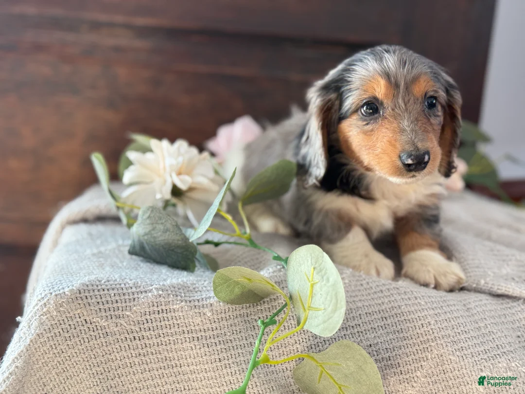 Miniature Dachshund dogs for sale: Murphy - Ad 6