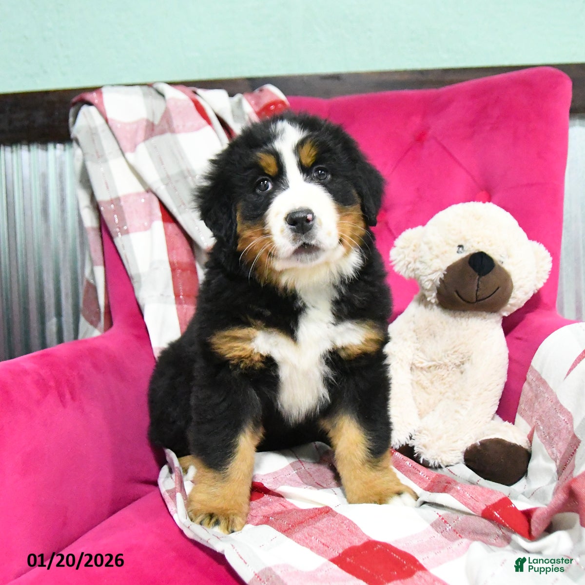 Bernese Mountain Dog dogs Jasper  - Ad 38