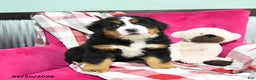 Bernese Mountain Dog dogs for sale: Jasper  - Ad 1