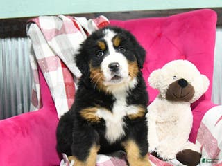 Bernese Mountain Dog dogs Jasper - Ad 2