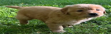 Golden Retriever Puppy 6