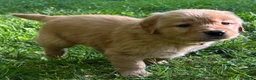 Golden Retriever dogs for sale: Golden Retriever Puppy 6 - Ad 1