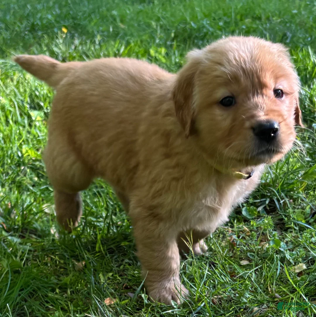 Golden Retriever dogs for sale: Golden Retriever Puppy 6 - Ad 1