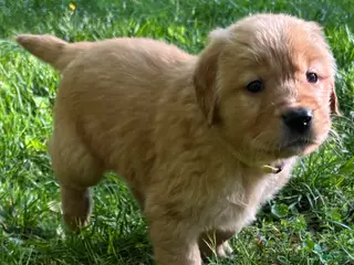Golden Retriever dogs for sale: Golden Retriever Puppy 6 - Ad 2