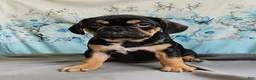 Mixed Breed dogs for sale: Modge - Ad 3