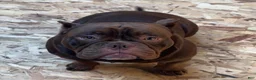 American Bully dogs for sale: American Bully  - Ad 1