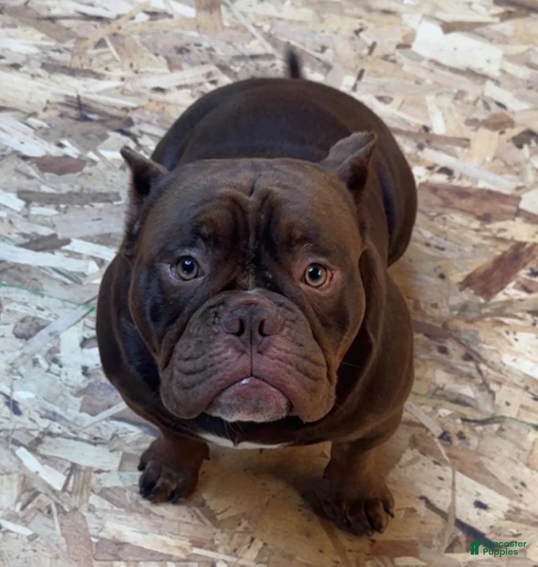 American Bully dogs for sale: American Bully  - Ad 1