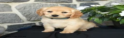 Miniature Golden Retriever dogs for sale: Wylie - Ad 3