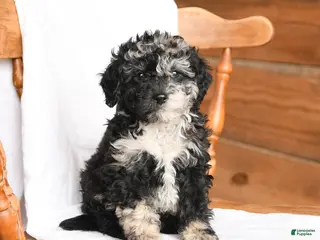 Miniature Poodle dogs for sale: Theo - Ad 3