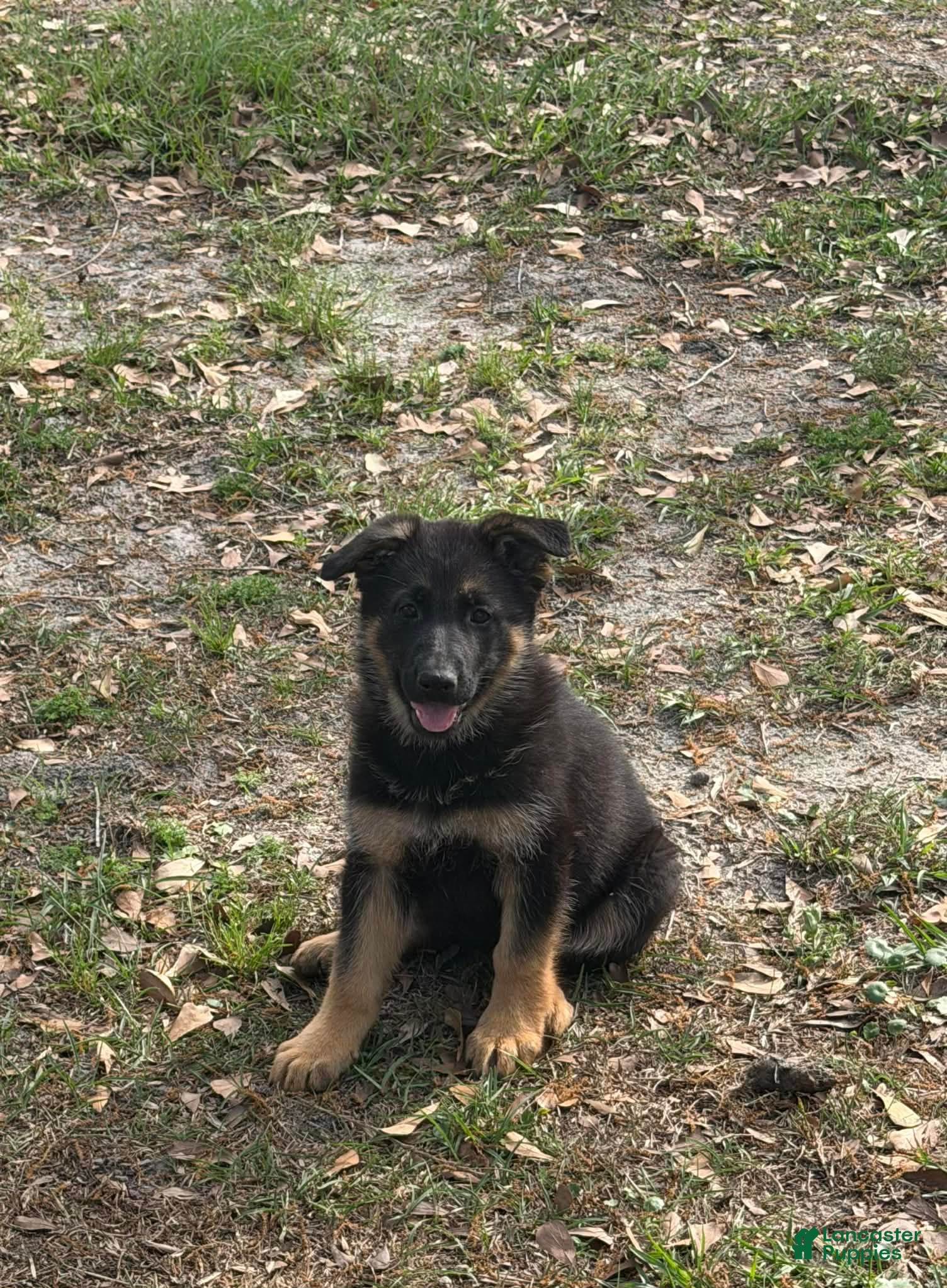 German Shepherd dogs Tiana - Ad 25