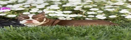 Boston Terrier dogs for sale: Cocoa Boston Terrier  - Ad 4