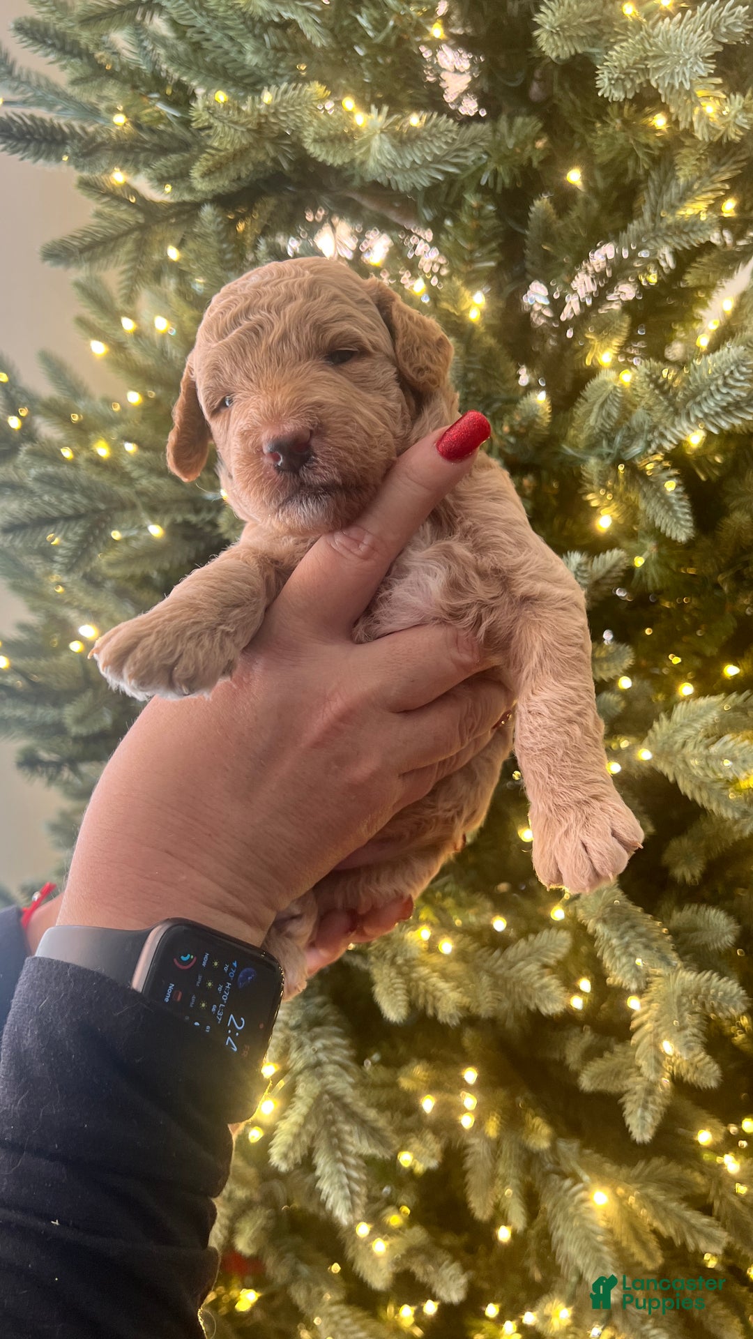 Goldendoodle dogs for sale: Lucky - Ad 3