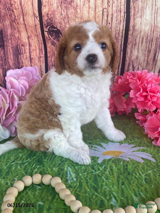Cavapoo dogs Cupcake - Ad 1