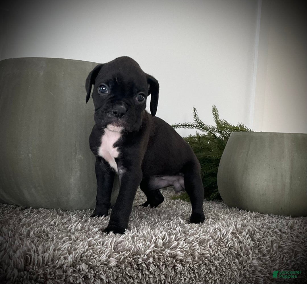 Boxer dogs for sale: Blaine  - Ad 2