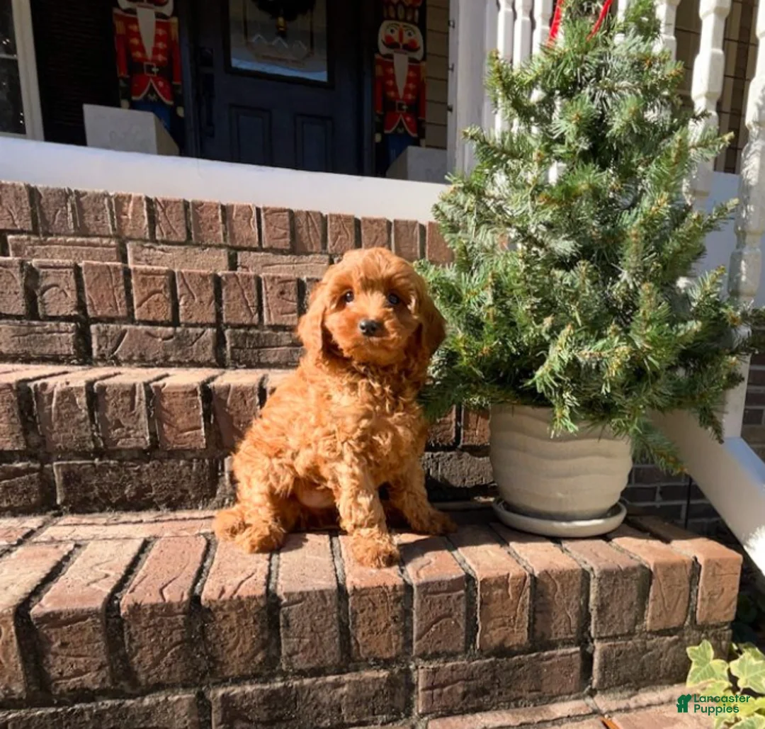 Cavapoo dogs for sale: Gerald - Ad 2