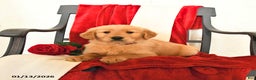 Golden Retriever dogs for sale: Joel - Ad 5