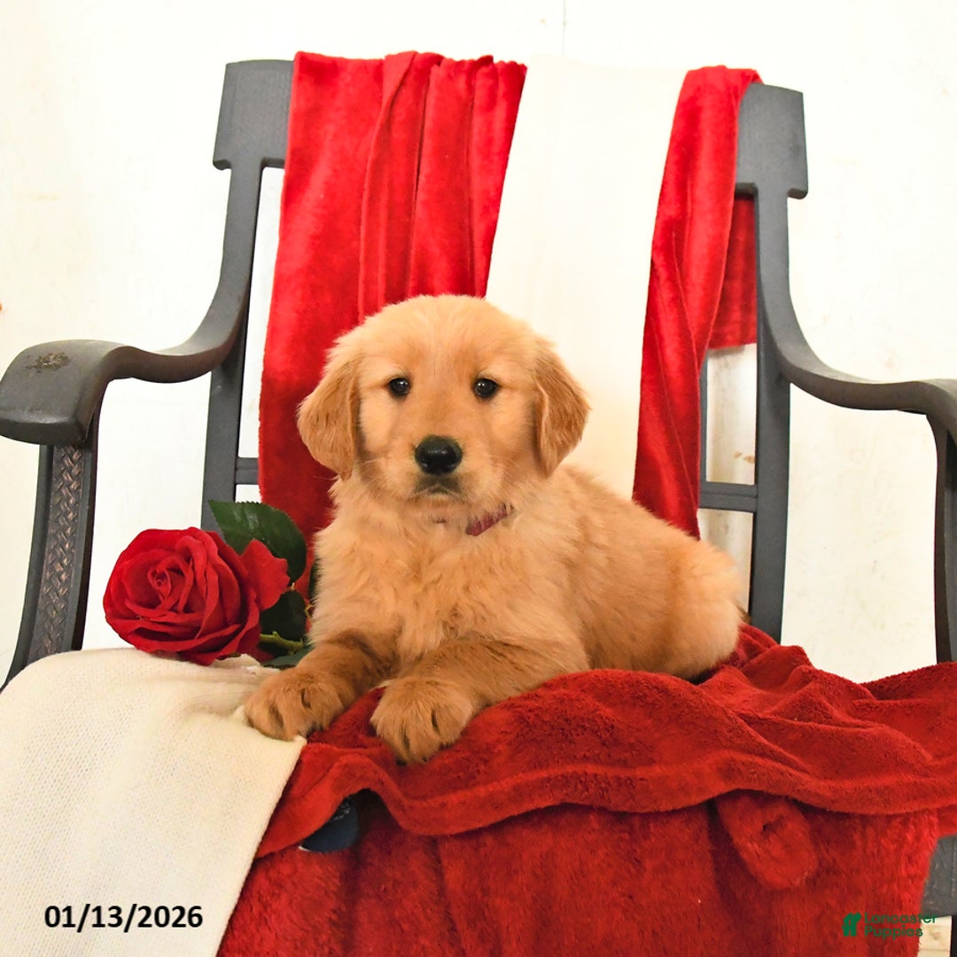 Golden Retriever dogs for sale: Joel - Ad 5