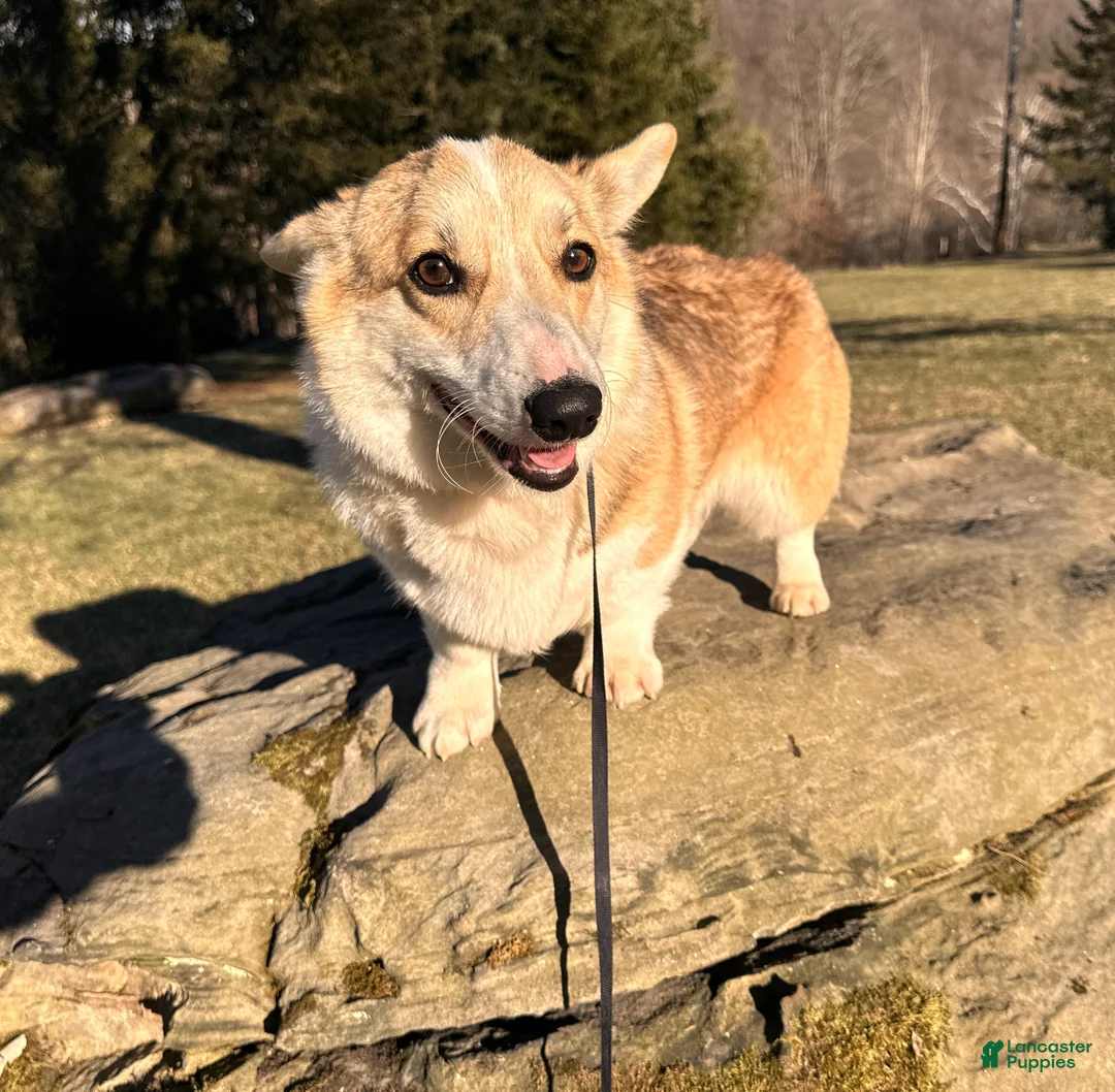 Welsh Corgi Pembroke dogs for sale: Welsh Corgi Pembroke Puppy 1 - Ad 2