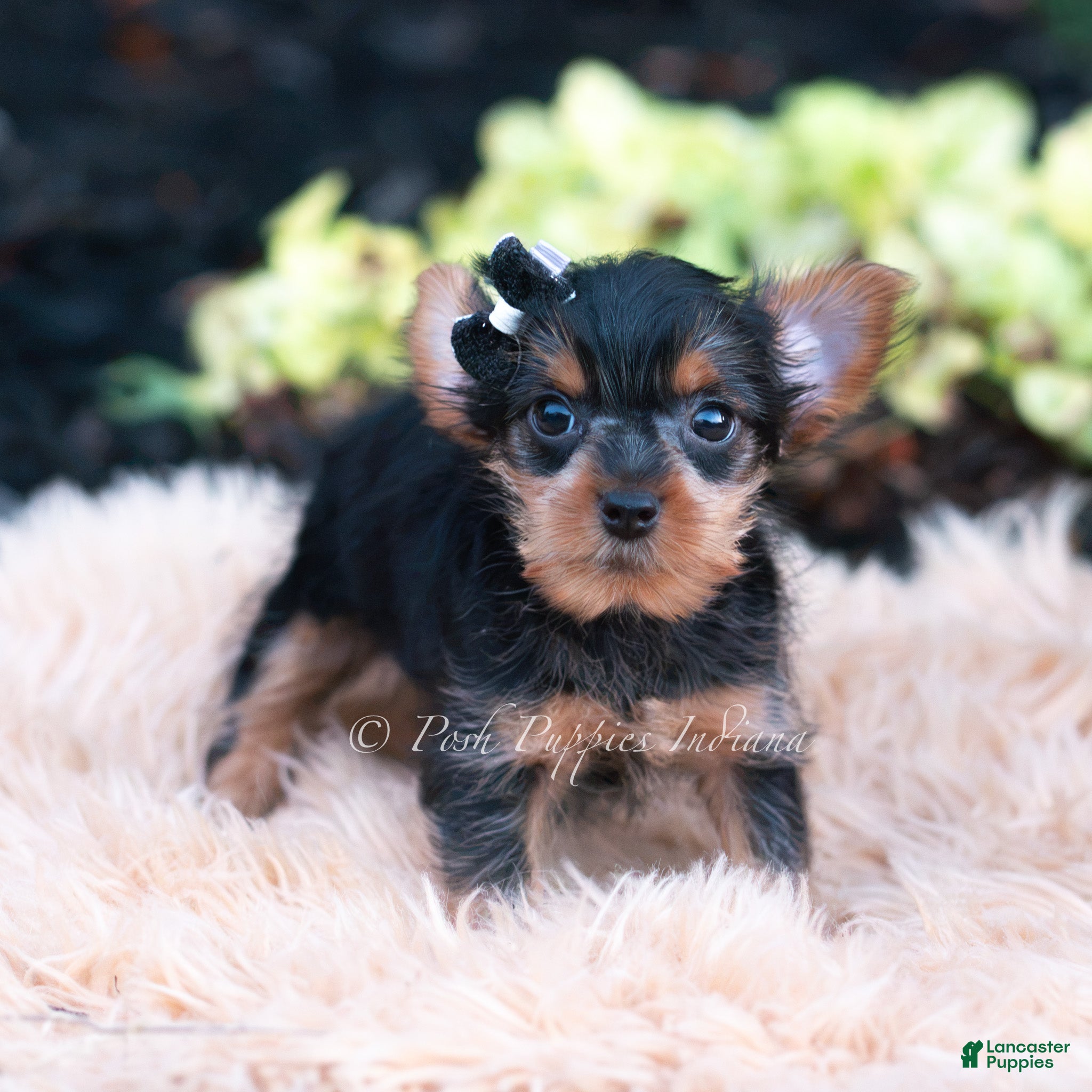 Yorkshire Terrier dogs Twinkletuft - Ad 14