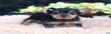 Twinkletuft