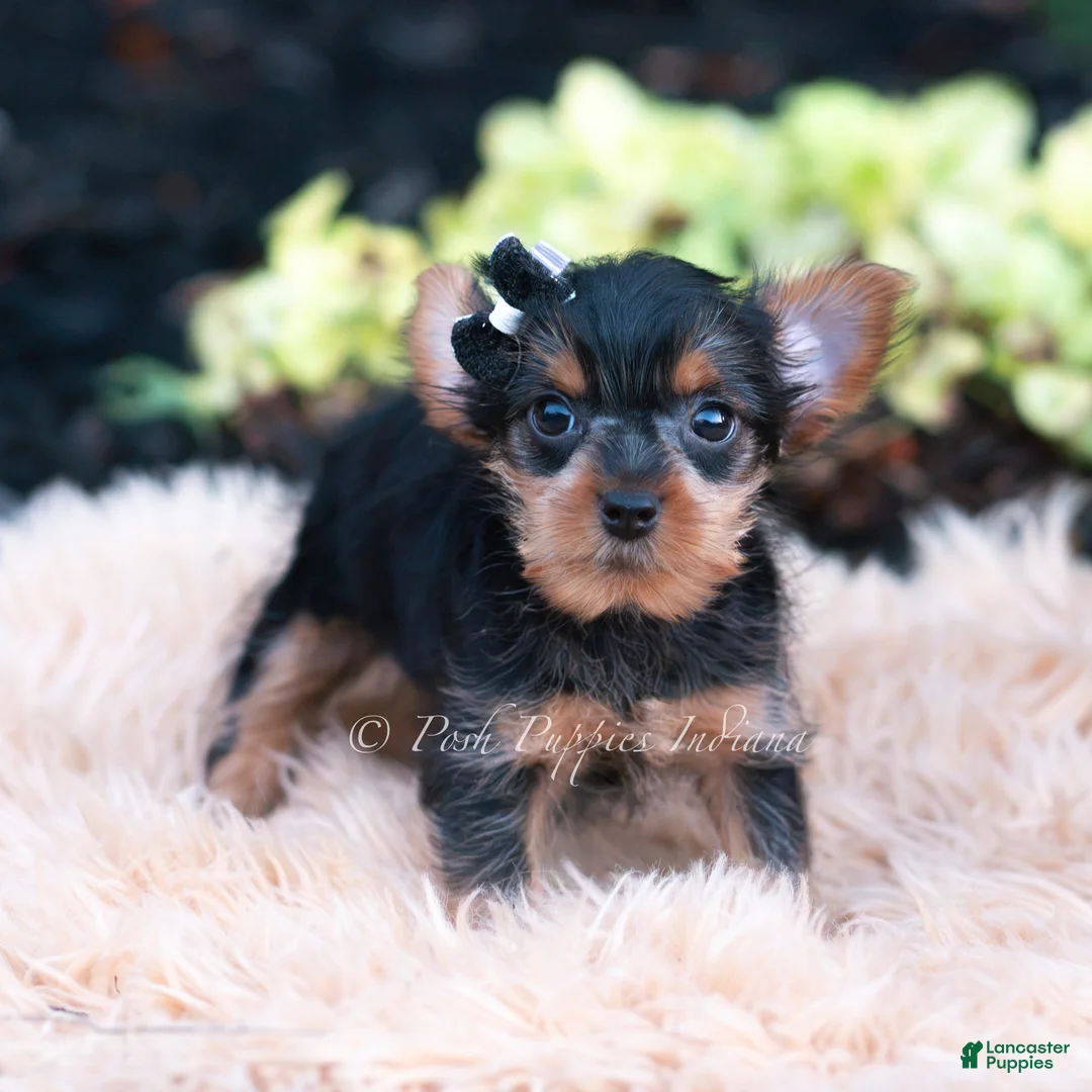 Yorkshire Terrier dogs for sale: Twinkletuft - Ad 1