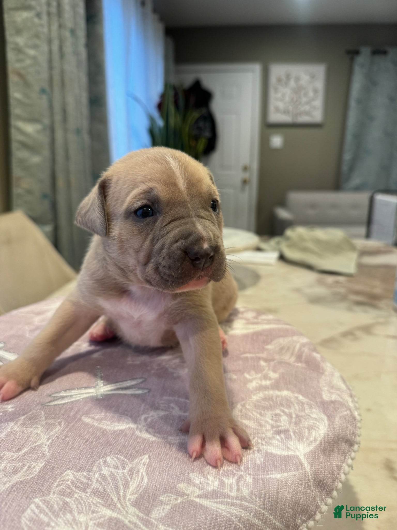 American Bully dogs American Bully Puppy 3 - Ad 1