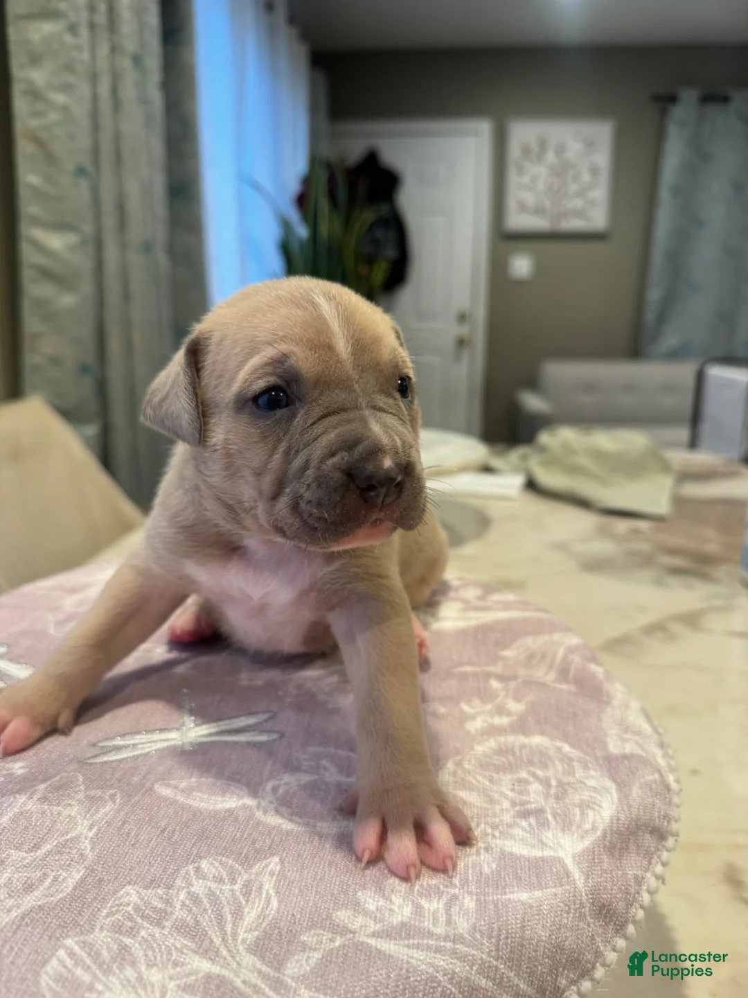 American Bully dogs for sale: American Bully Puppy 3 - Ad 1