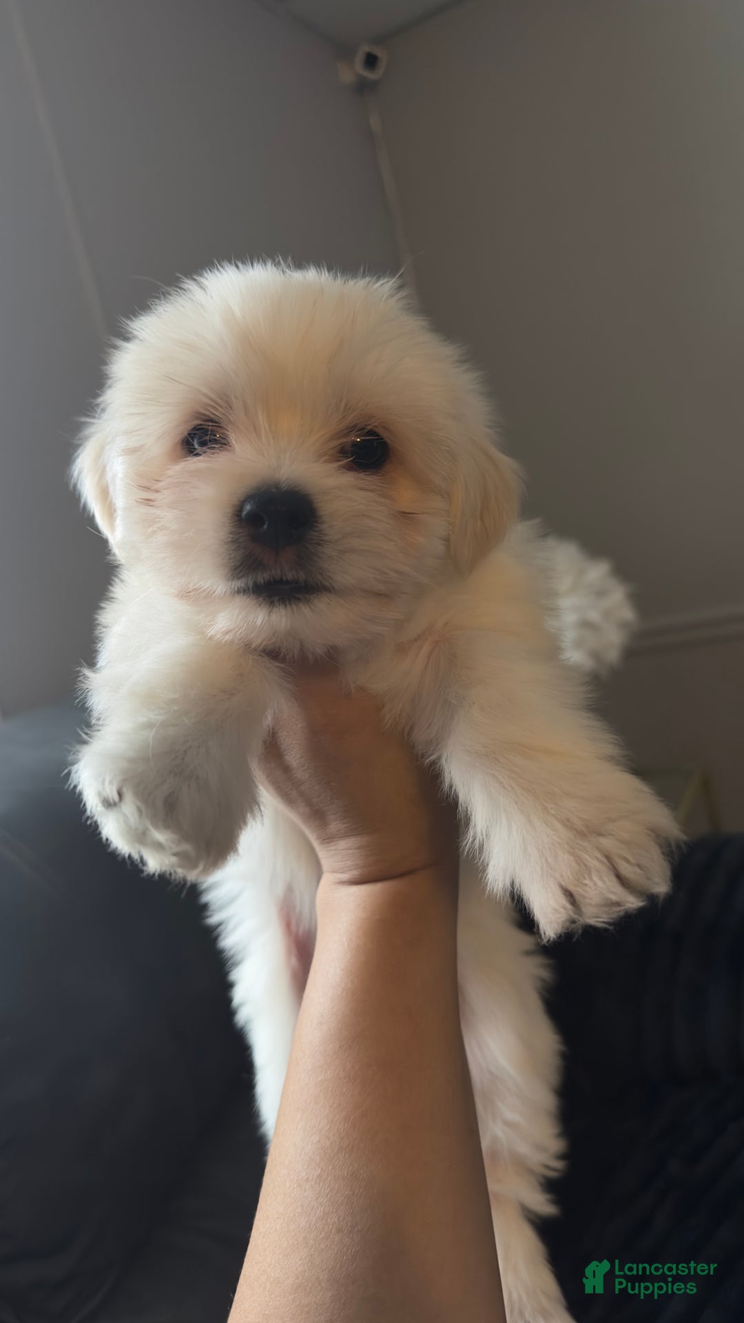 Maltese dogs for sale: Odie  - Ad 1