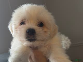 Maltese dogs Odie - Ad 17