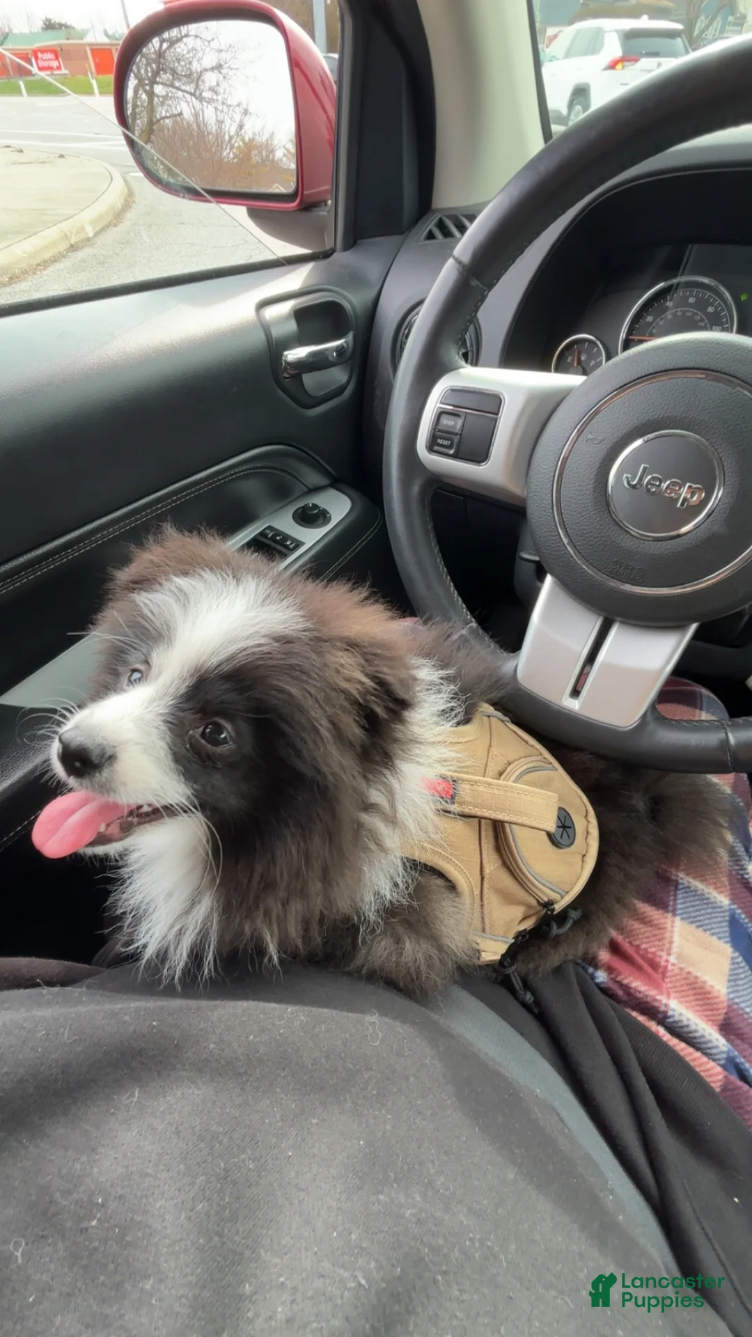 Pomeranian dogs for sale: Pomeranian Puppy 1 - Ad 2