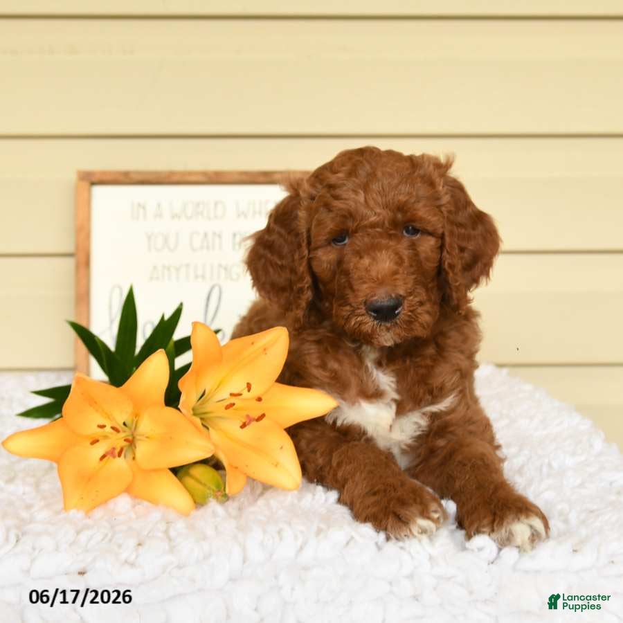 Mini Goldendoodle dogs Samson - Ad 2