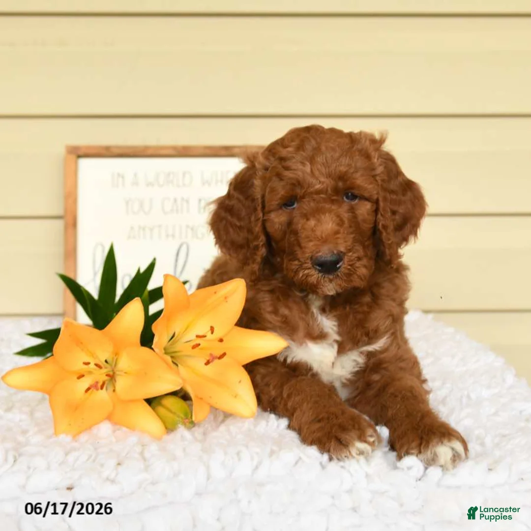 Mini Goldendoodle dogs for sale: Samson - Ad 2