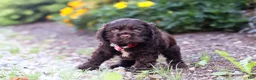 Cocker Spaniel dogs for sale: Kobe - Ad 4